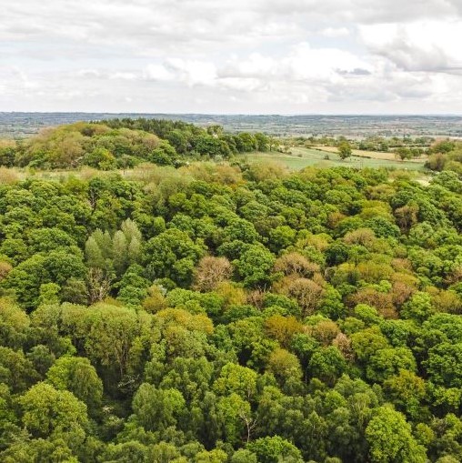 Aerial view of Alne Wood