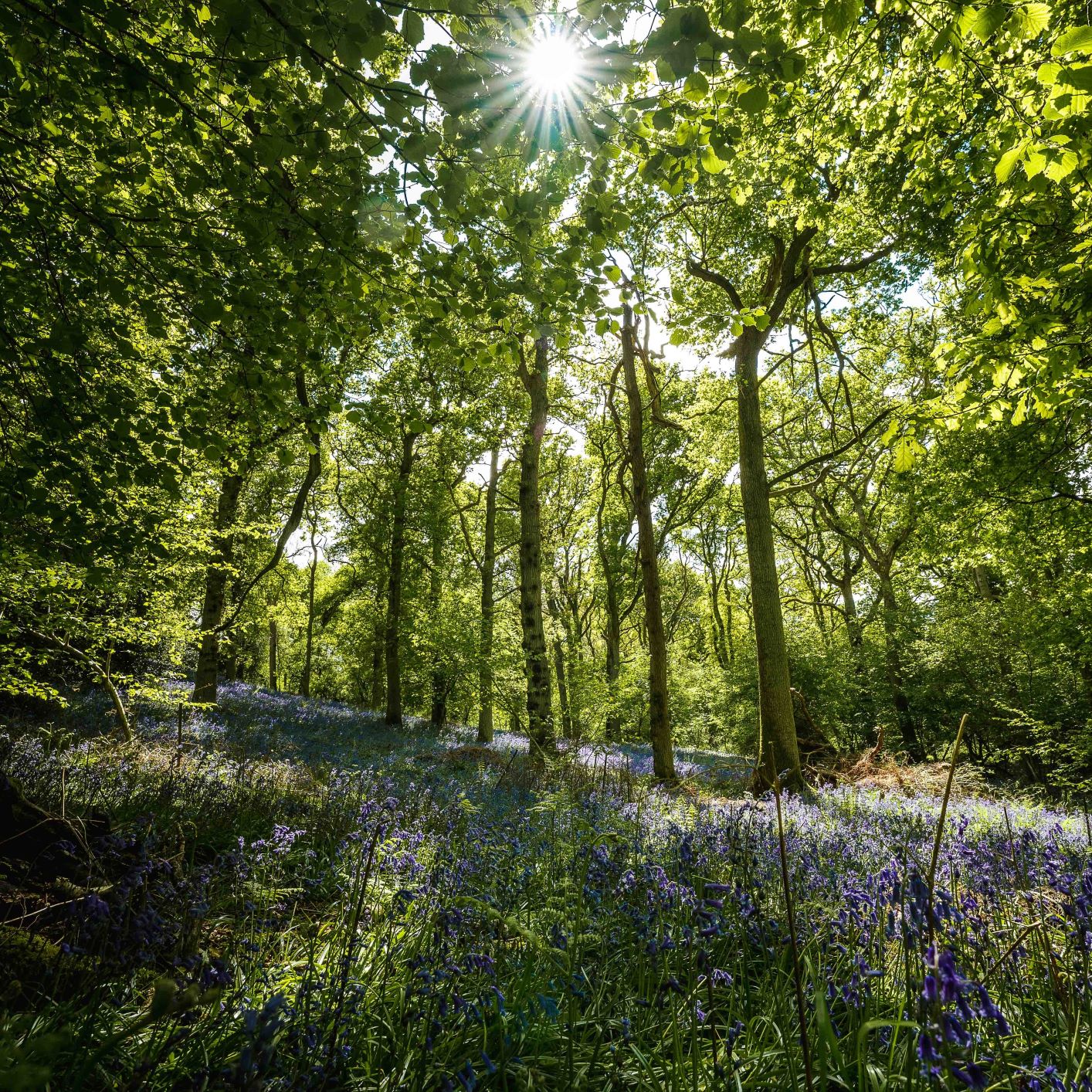 Sunlight through tall trees with bluebells on the Forest floor 