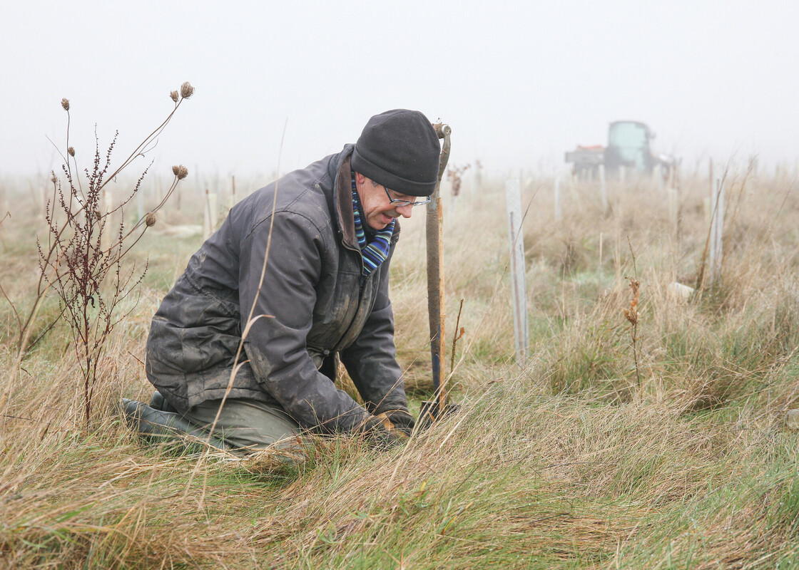 A volunteer crouching down planting a tree on a cold misty day