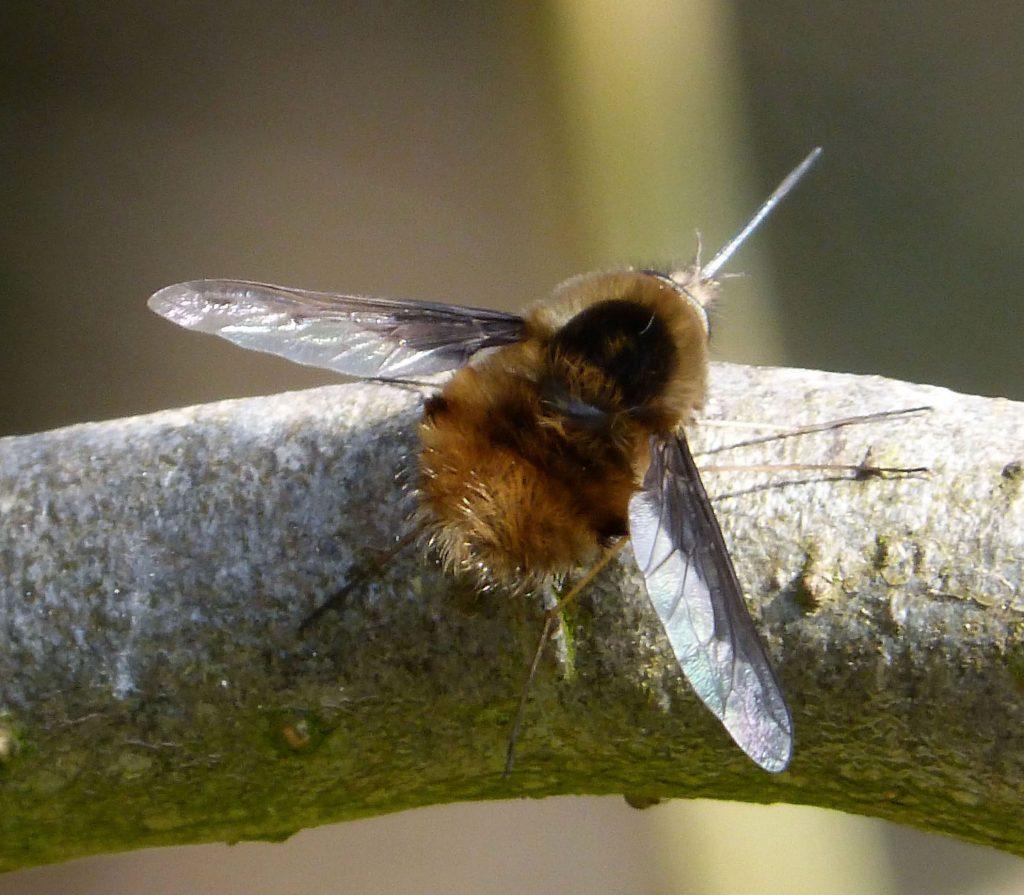 Close up of a bee fly resting on a twig