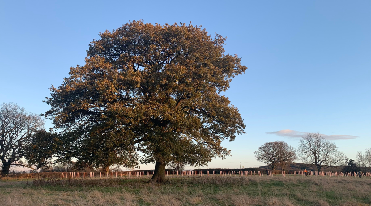 A large oak tree standing amongst newly planted trees at Perry Mill