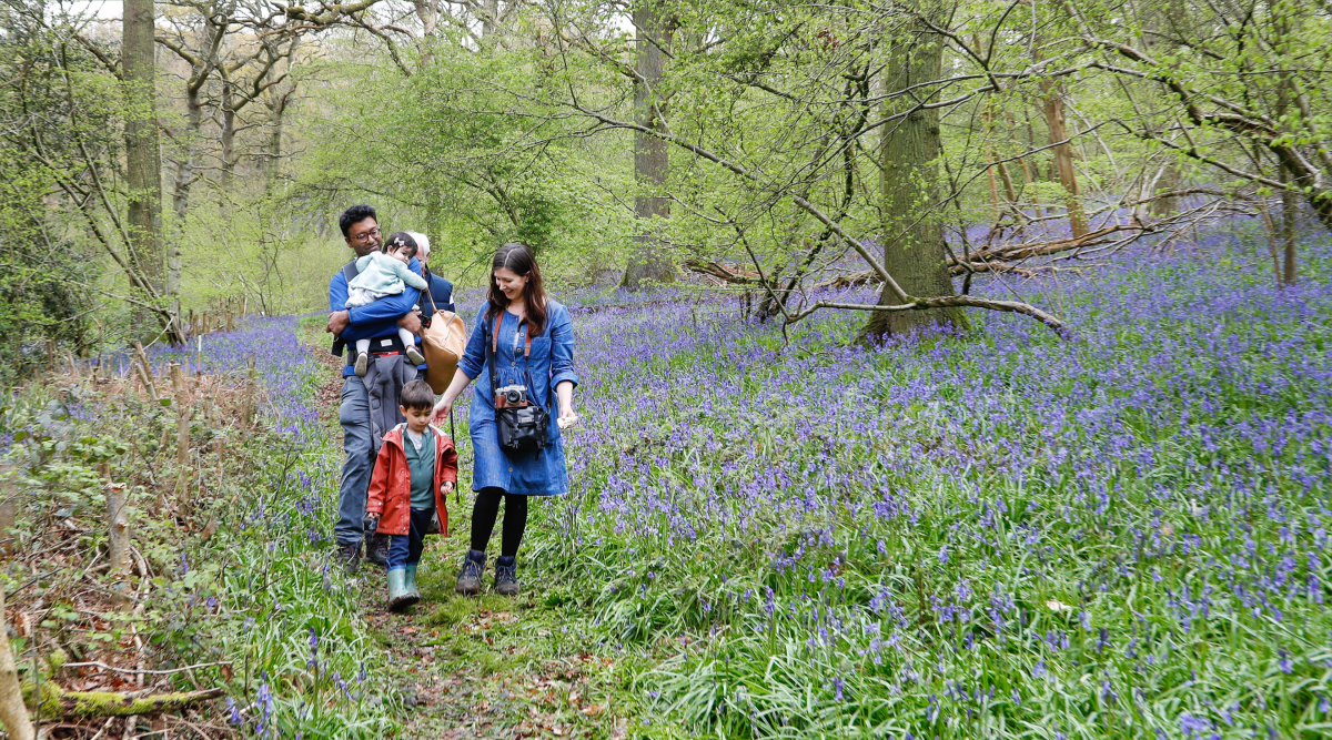 A family walking through the bluebell event at Alne Wood