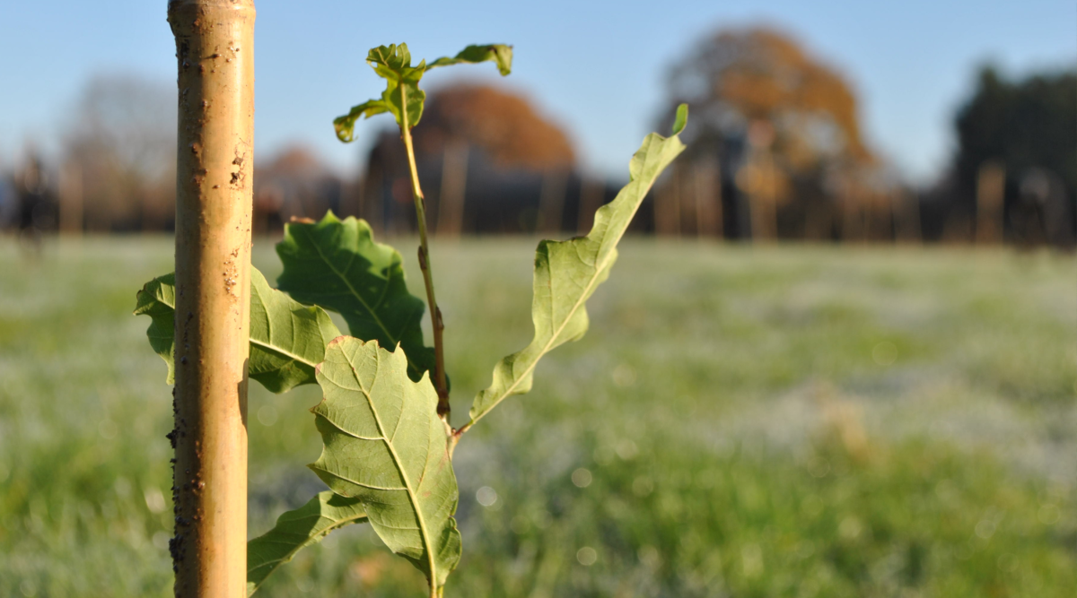A young oak sapling that has been recently planted with a cane for support