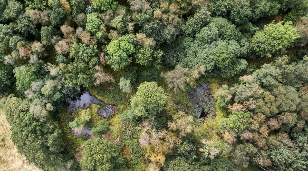 An aerial view of the Forest with small ponds amongst the mature trees