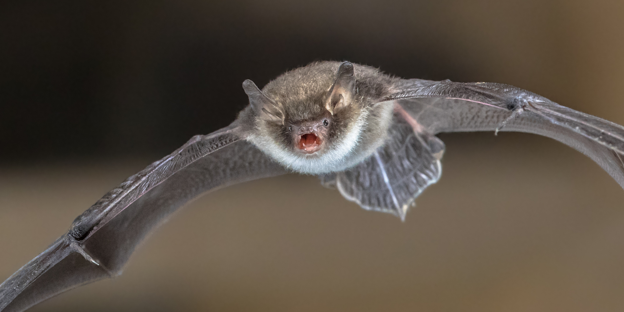 A natterer's bat in flight.