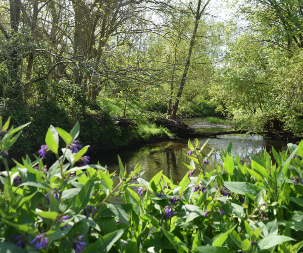 A view of the River Arrow through riverbank flora.