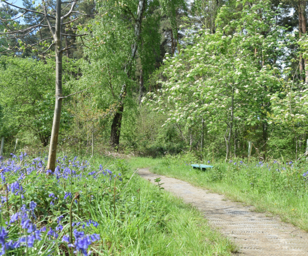 The accessible boardwalk in Morgrove Coppice surrounded by new plantation and bluebells