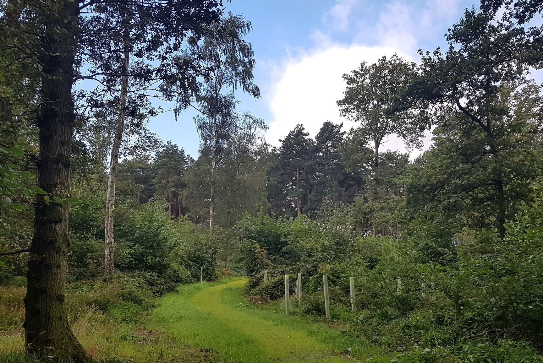 Grassy footpath leading through the trees