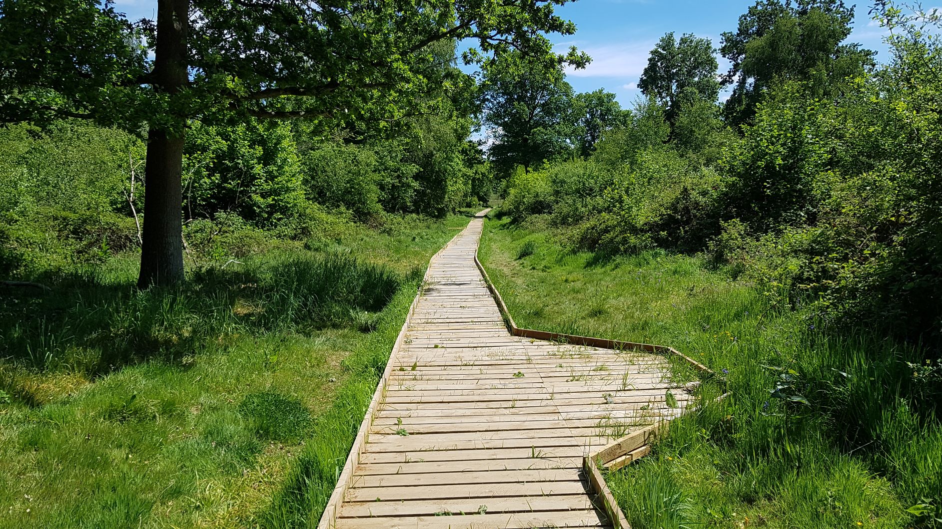 Boardwalk through the Forest at Morgrove Coppice