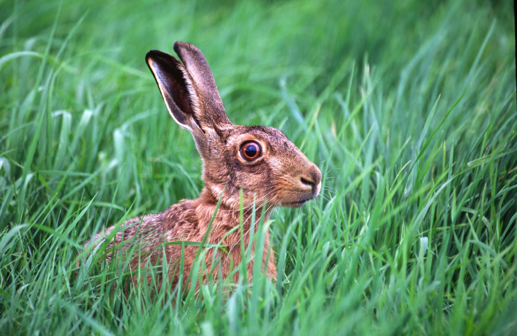 Close up shot of a brown hair resting in long grass.