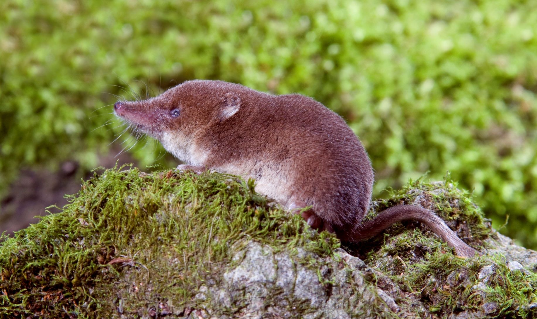 Close up shot of a common shrew in the Forest