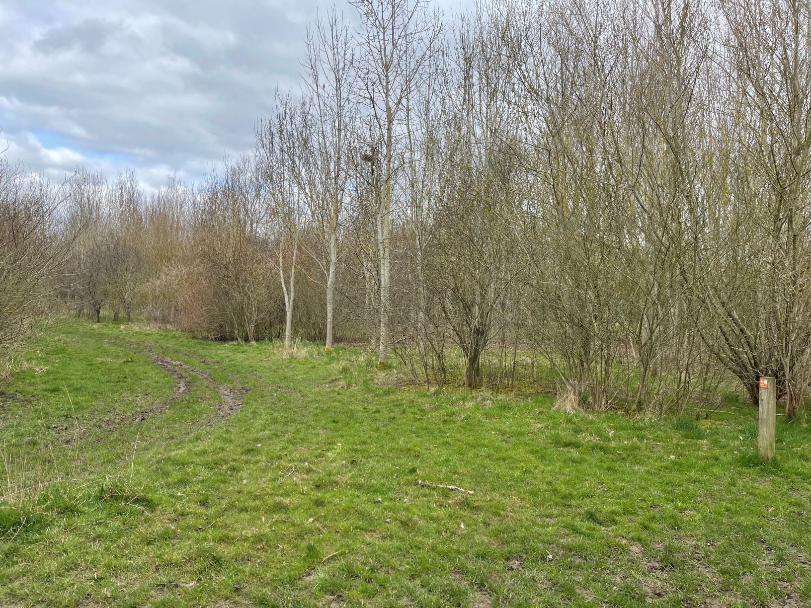 Giddings Wood footpath and trees