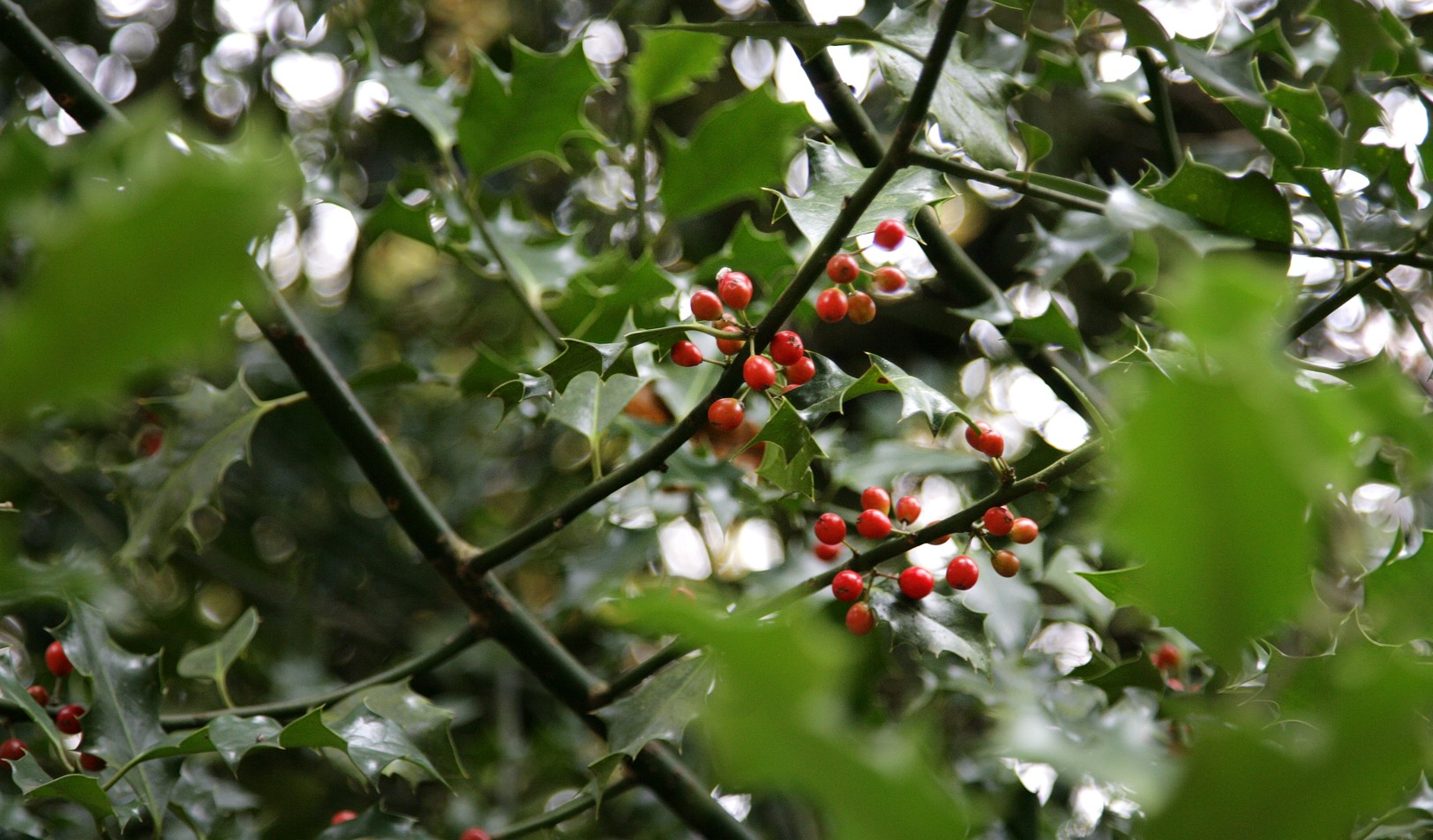 Close up of red berries on holly bush