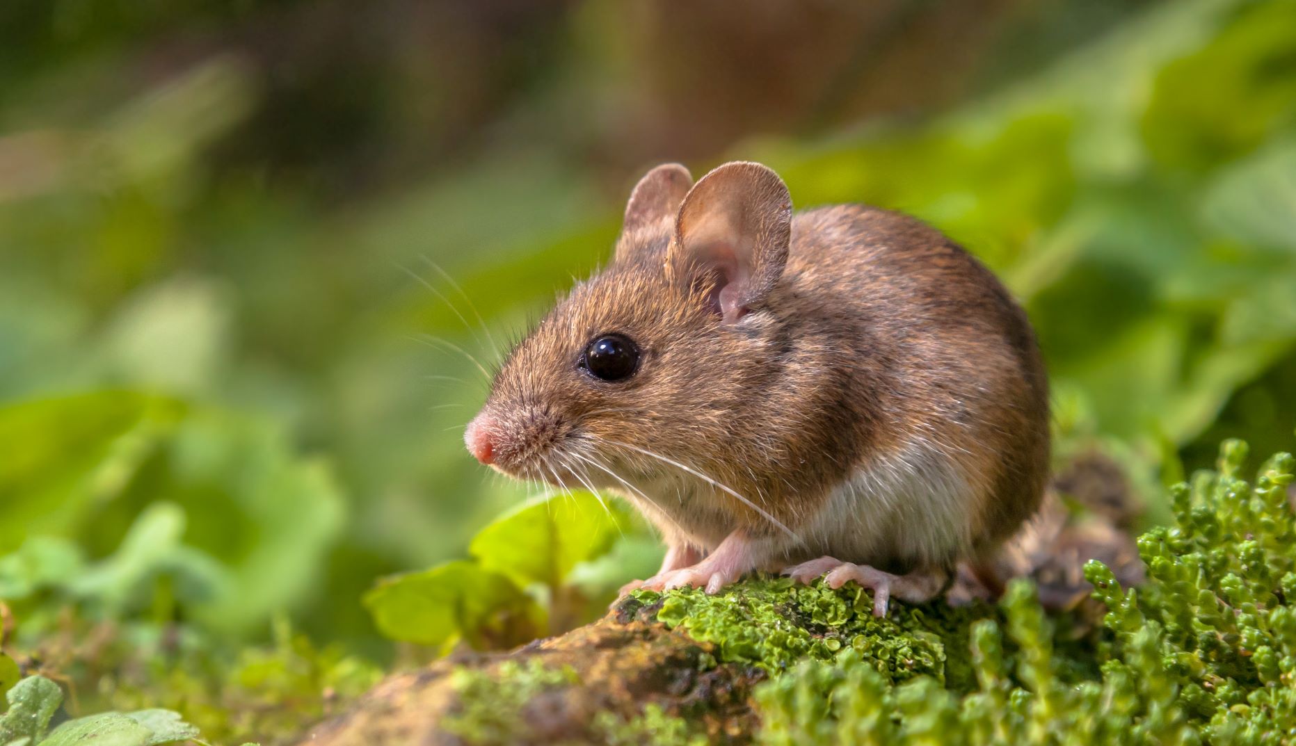Close up shot of a wood mouse resting in some greenery