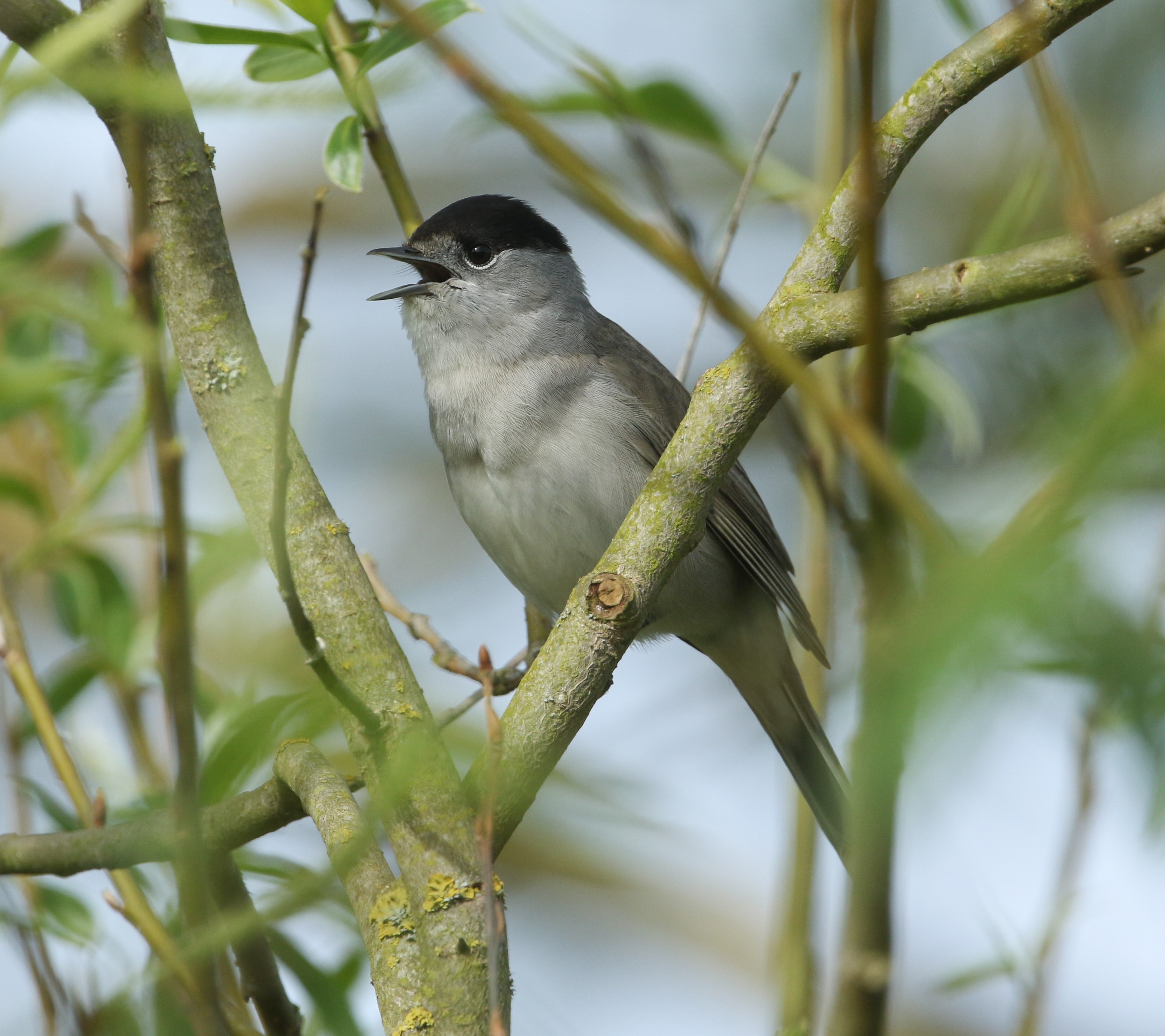 Close up of a Blackcap perched on a tree branch