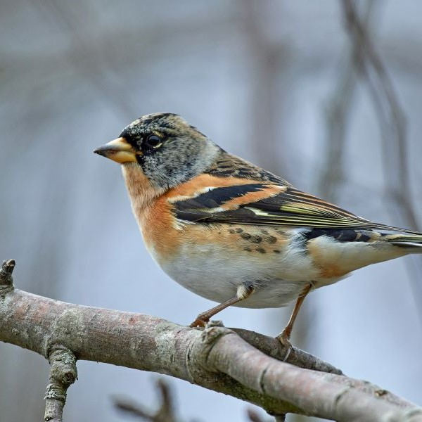 Close up of a Brambling perched on a tree branch
