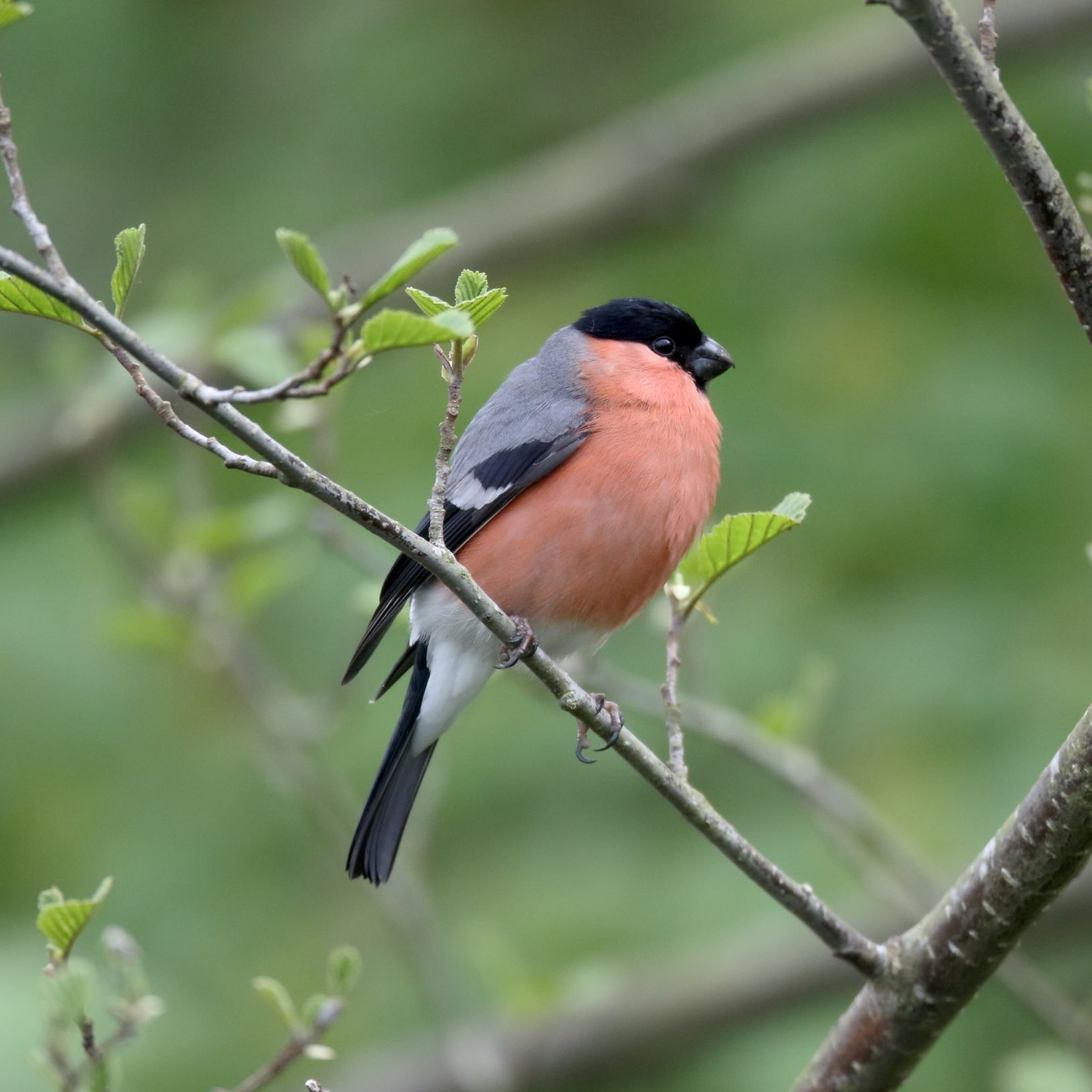 Close up of a Bullfinch perched on a tree branch