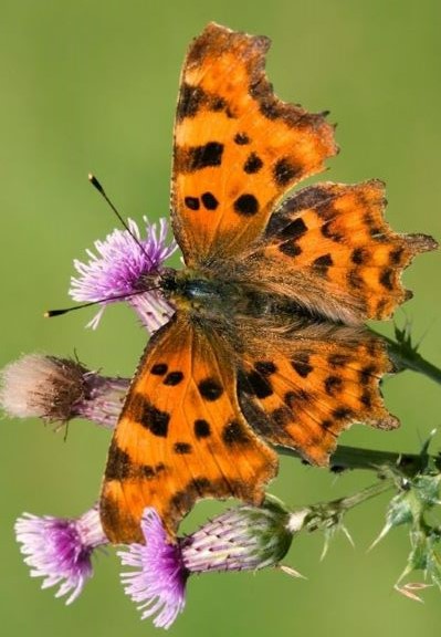Close up of a comma butterfly resting on some purple flowers