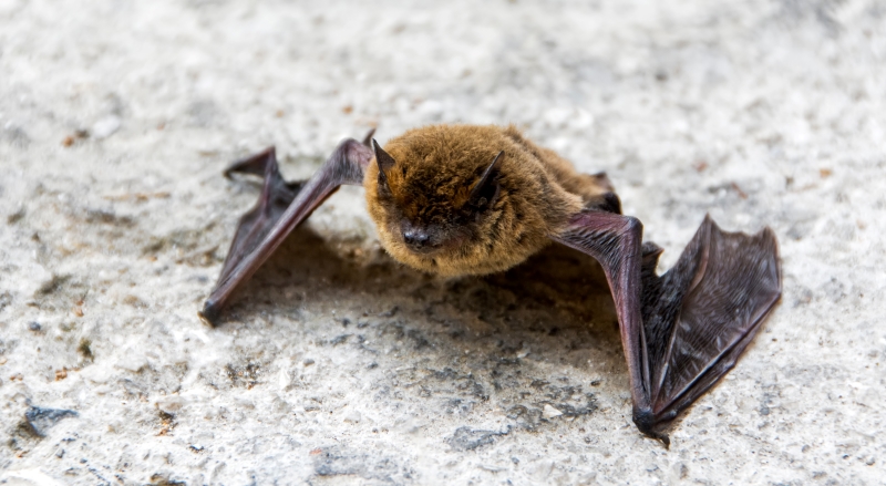 Common pipistrelle bat resting on a stone 