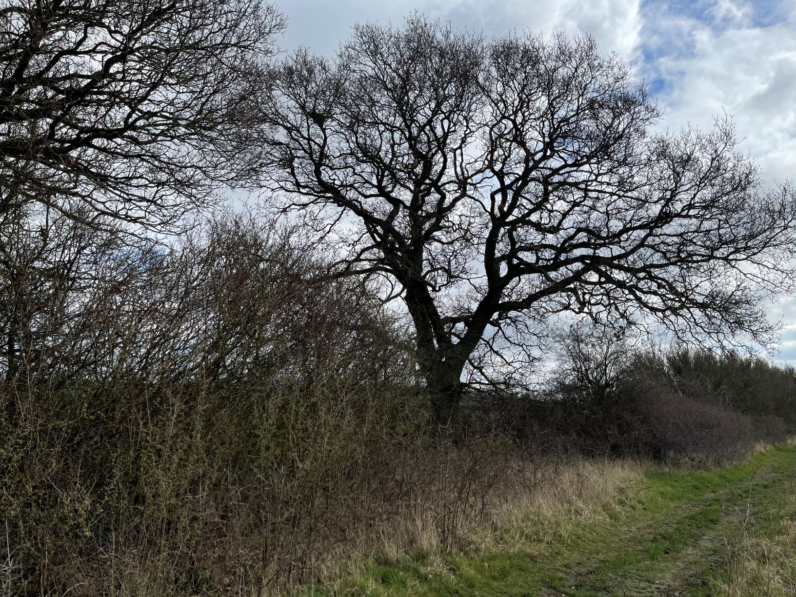 Oak tree in hedgerow by footpath 