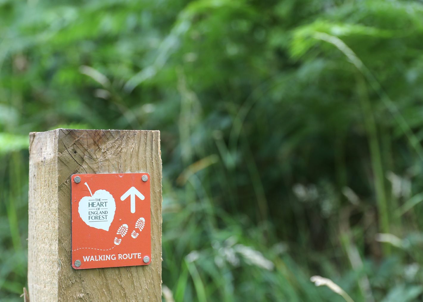 Close up of orange walking route sign on a post in the Forest 