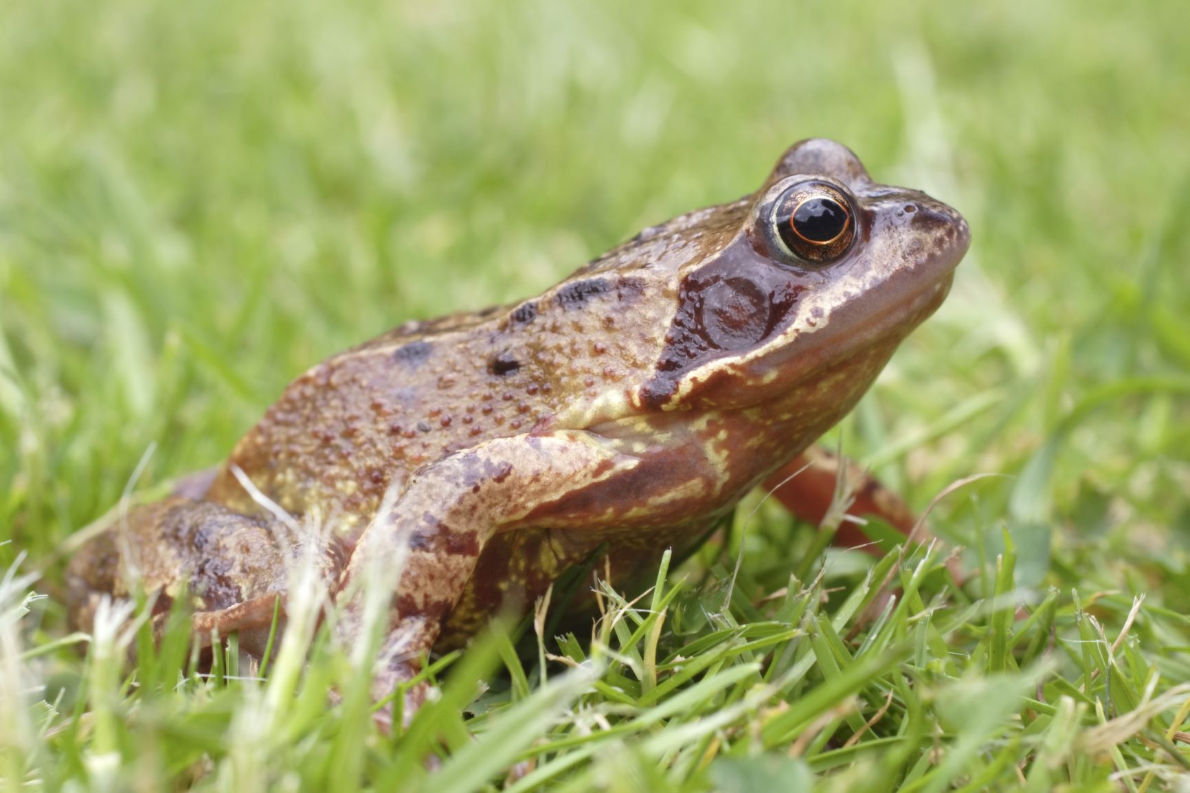 Side view of a common frog on grass 
