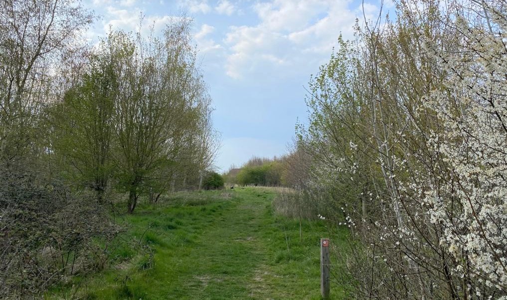 Footpath in Giddings Wood with blackthorn blossom running alongside