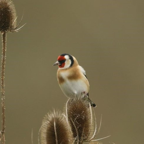 Close up of Goldfinch perched on teasel