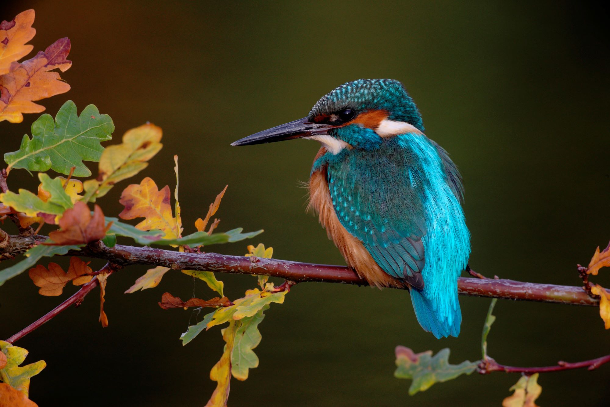 Kingfisher with bright blue and orange plumage sitting on a tree branch