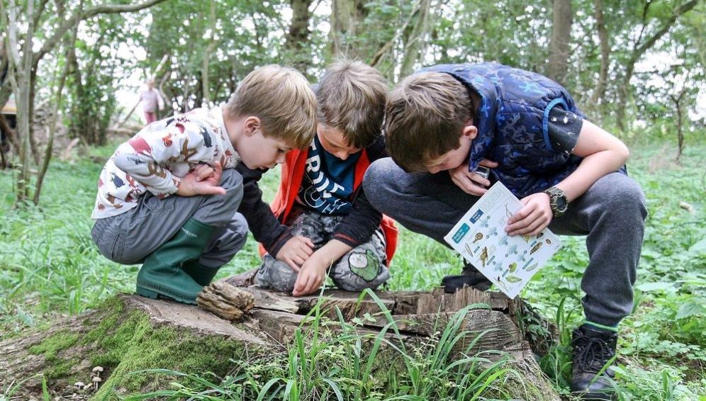 Three boys crouching on a tree trunk looking for bugs 