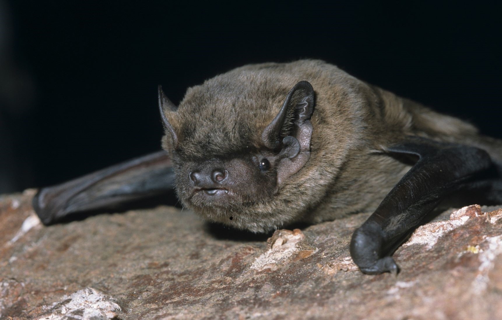 Close up of a Leisler's bat resting on stone