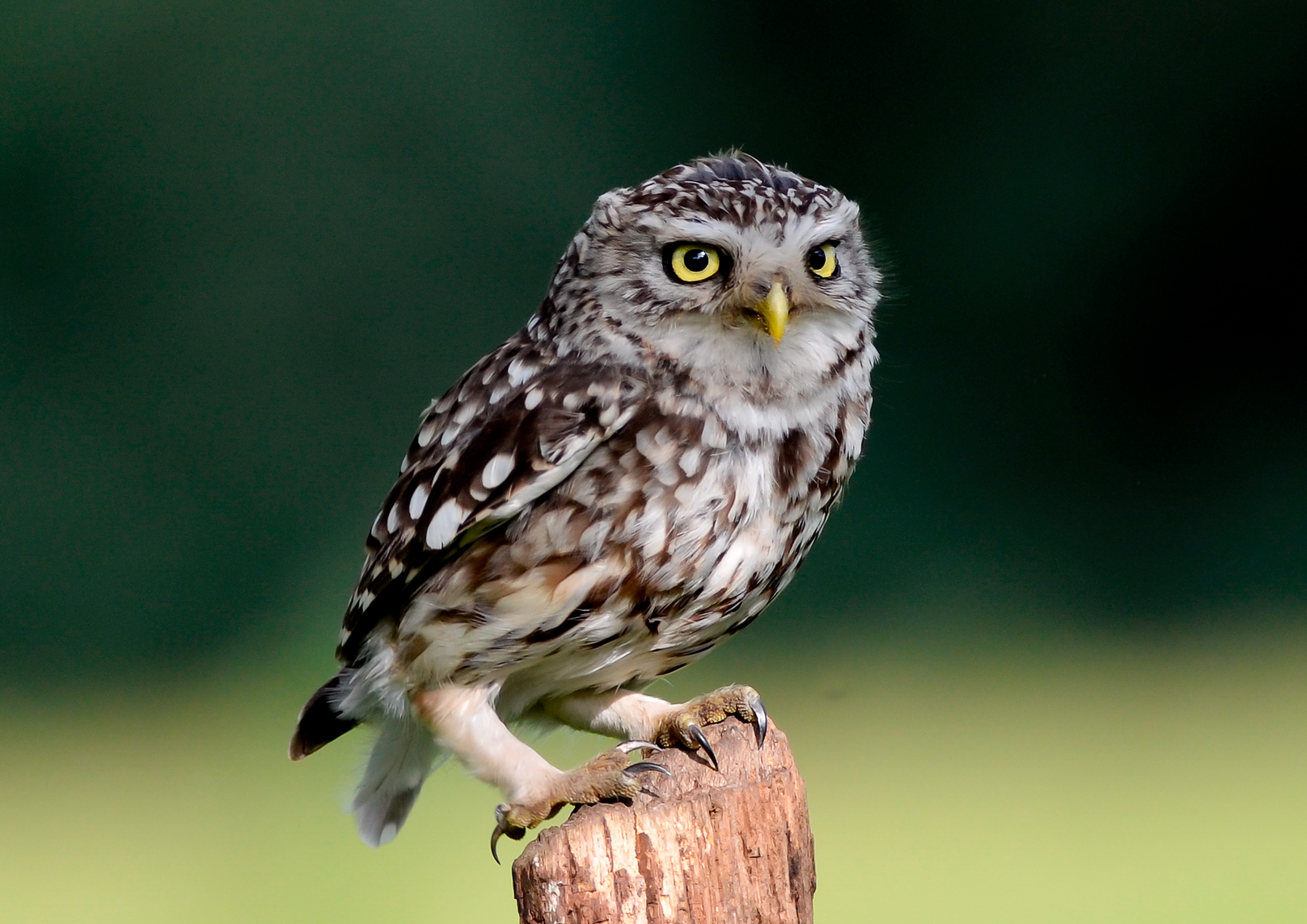 Close up of Little Owl perched on a fence post