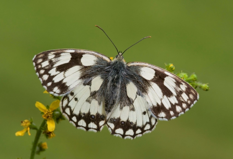 Close up of the distinctive black and white patterned wings of the Marbled white butterfly