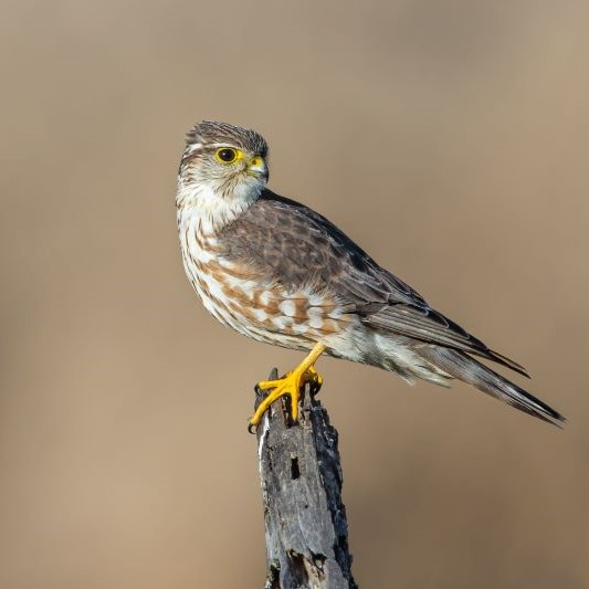 Close up of a Merlin perched on a wooden post