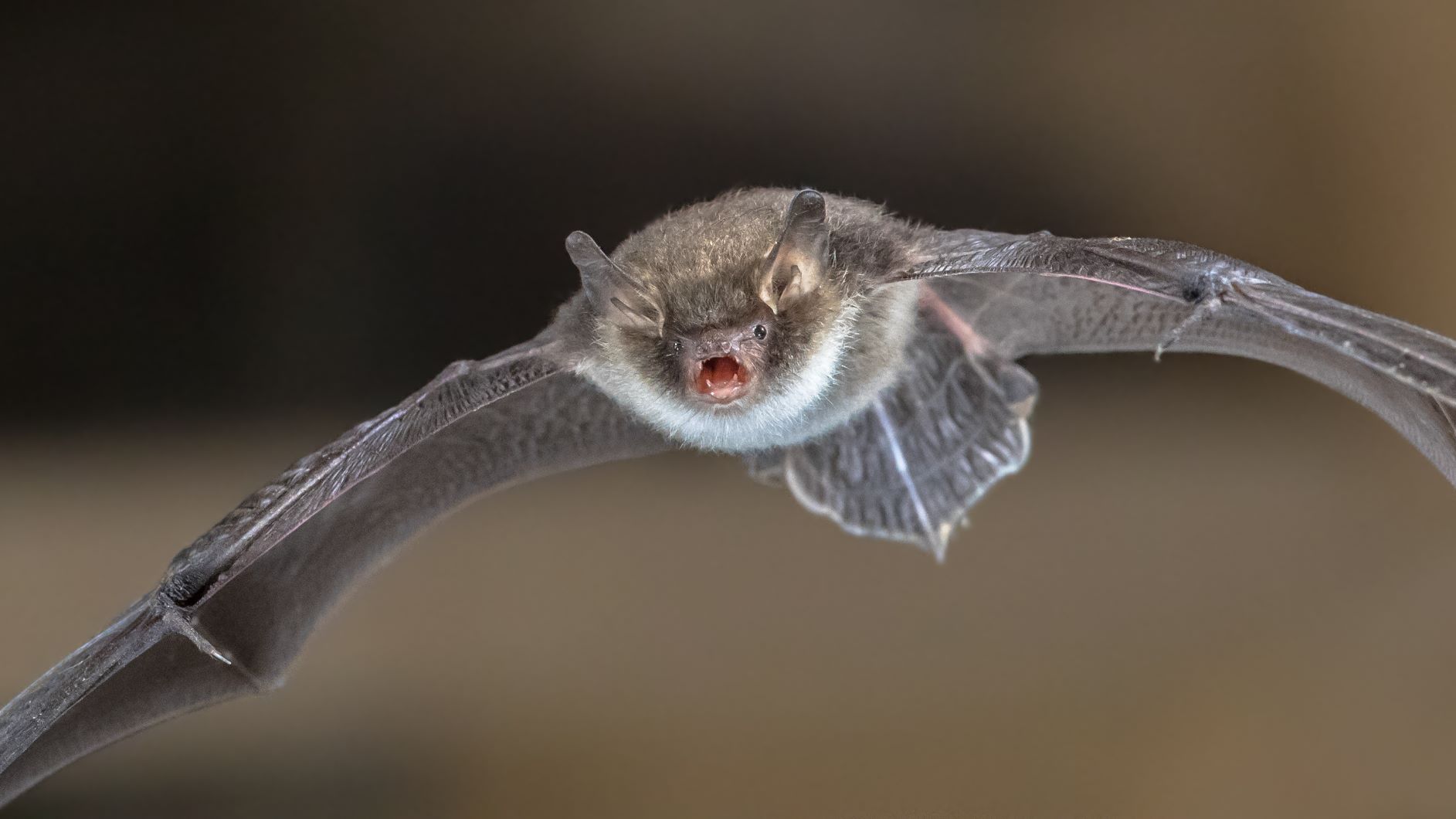 Close up shot of a Natterer's bat in flight