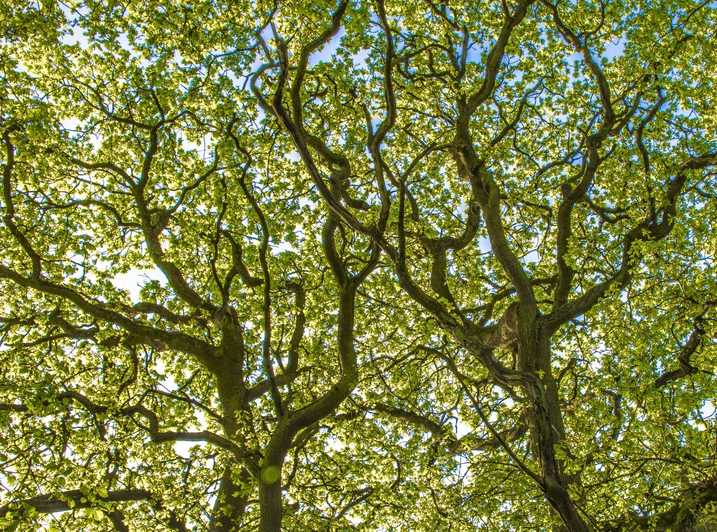 View looking up into oak tree canopy