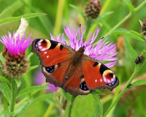 A peacock butterfly resting on some knapweed