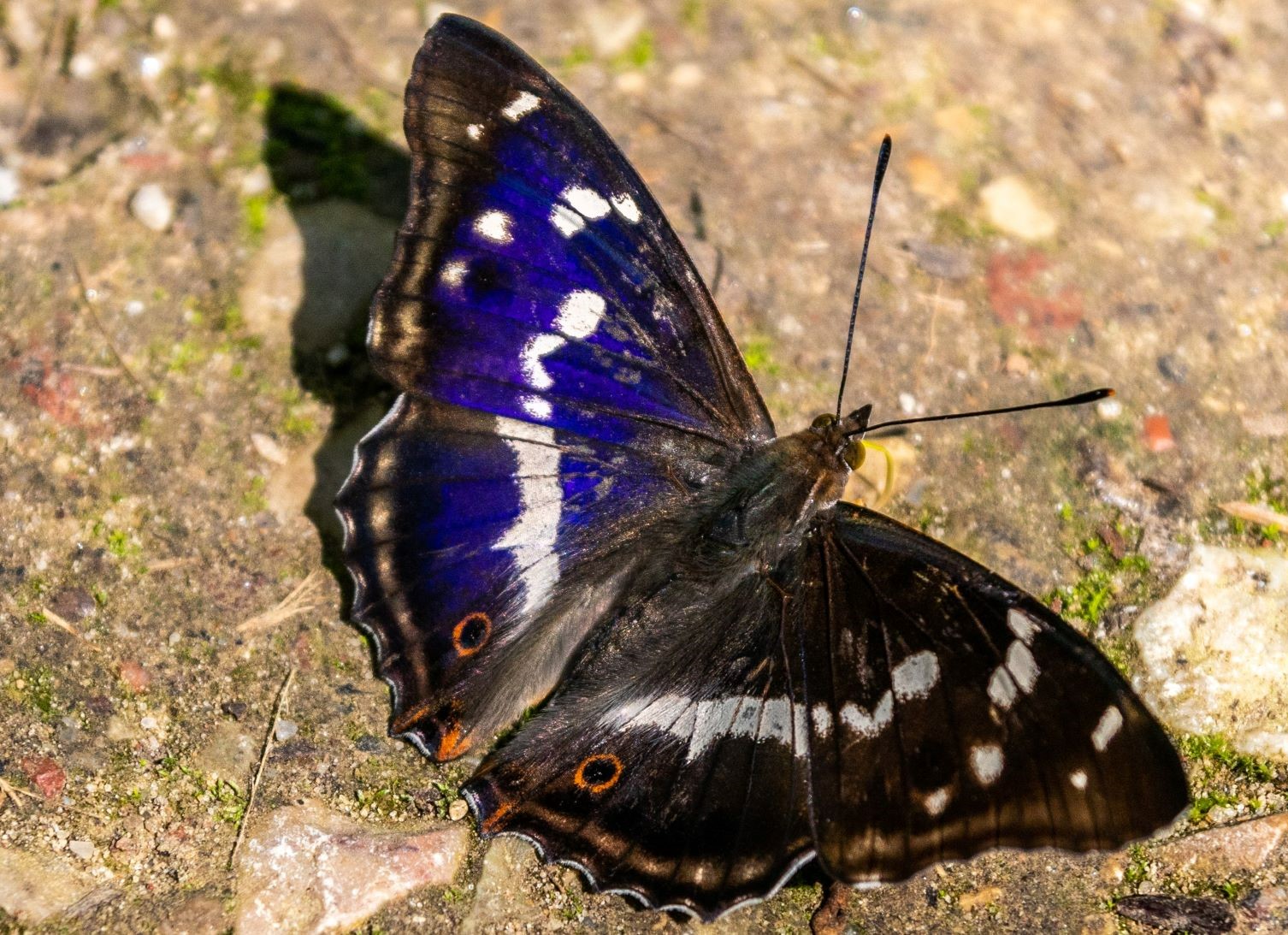 Close up of a purple emperor resting on the ground