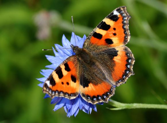 small tortoiseshell butterfly resting on a blue flower