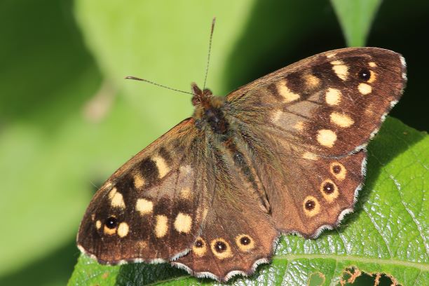 Close up of the open wings of a speckled wood butterfly