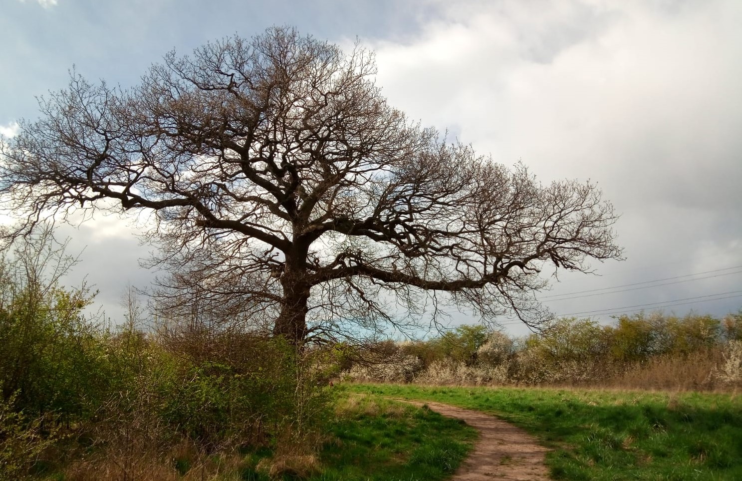 Large oak tree to the left hand side of the footpath 