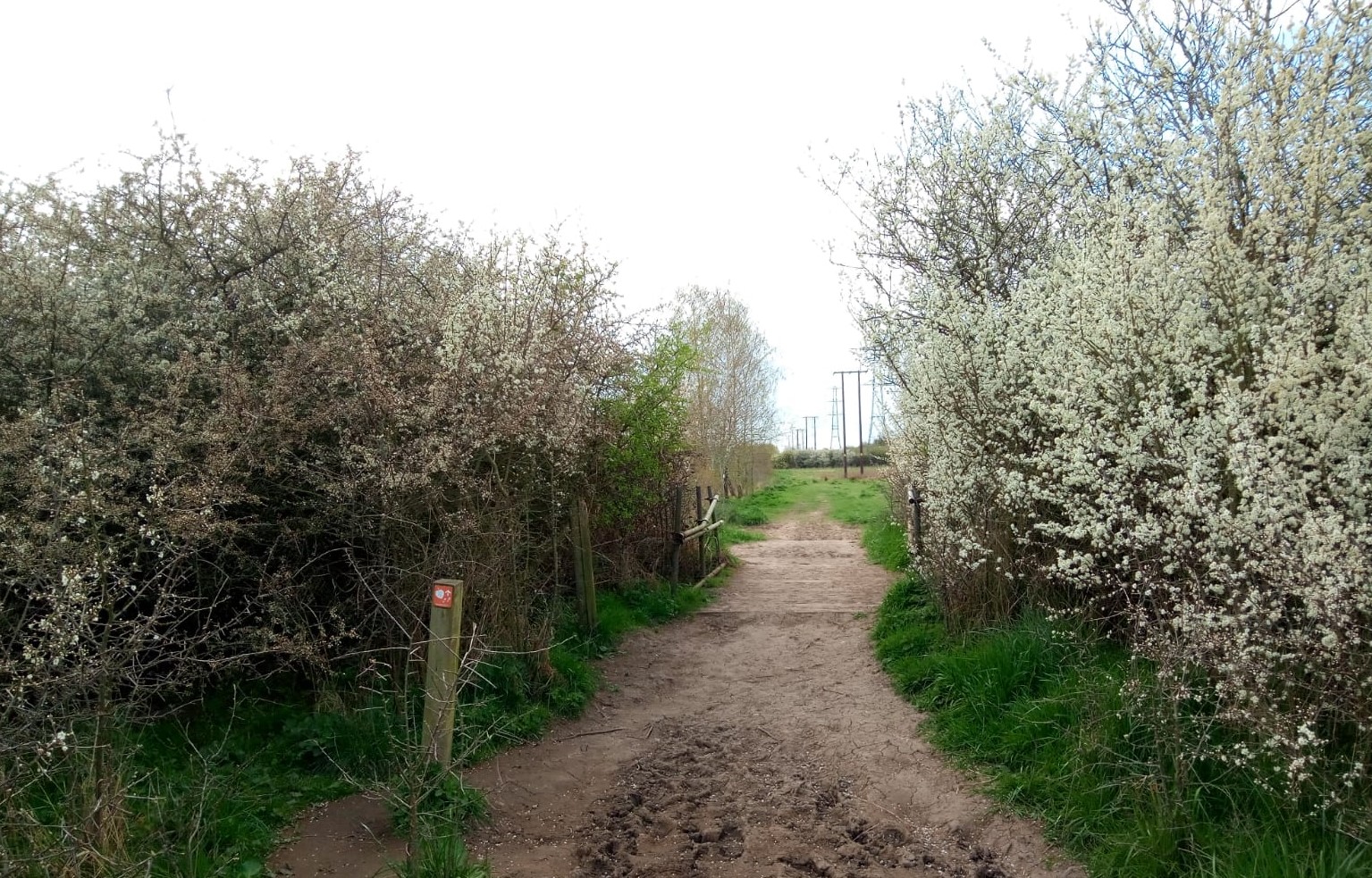 Footpath through hedge with blackthorn blossom and wooden bridge
