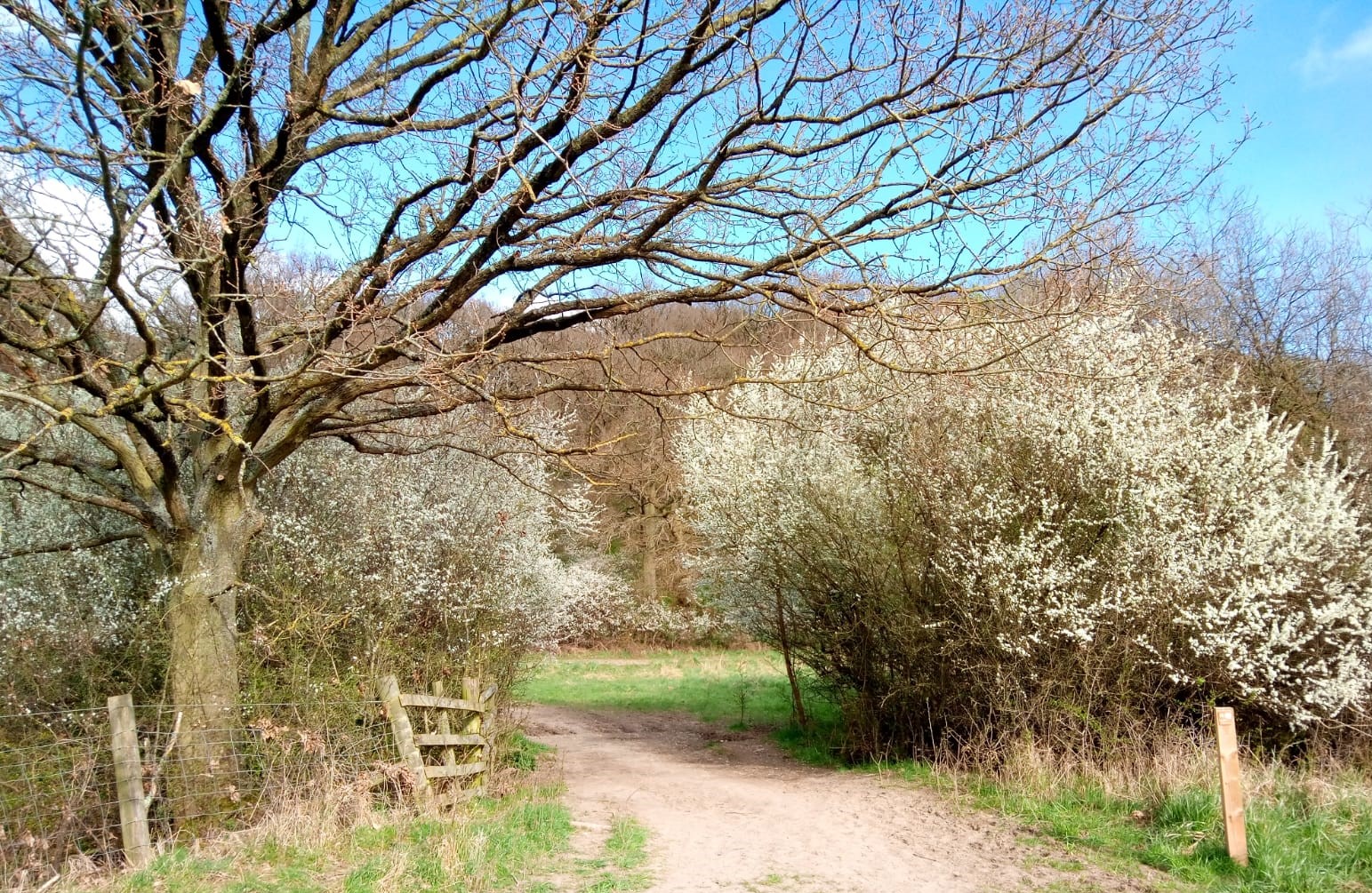 Footpath going through trees and hedgerow with white blossom