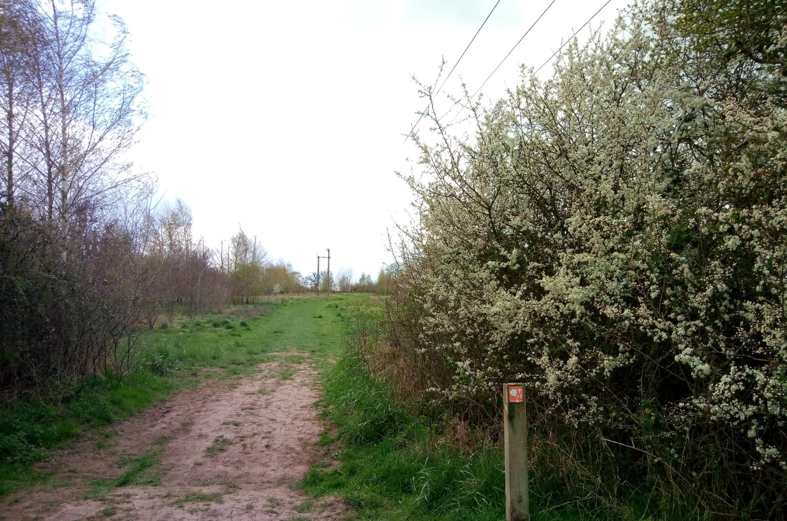Waymarker next to footpath going through a hedge with blossom