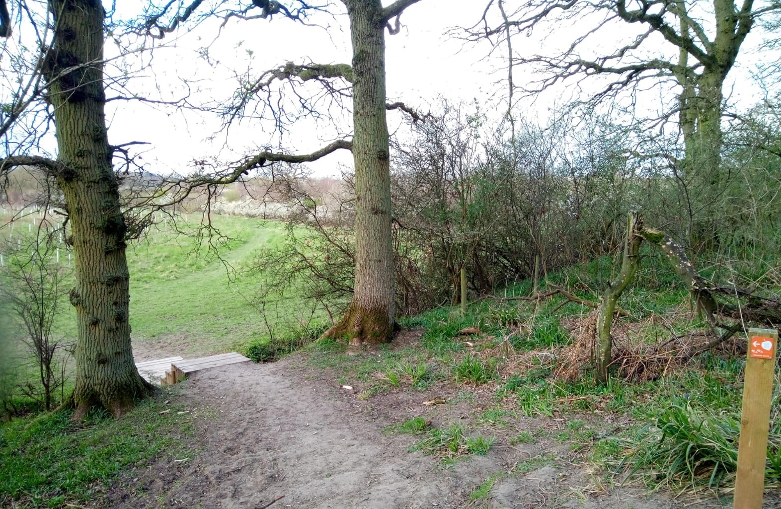 Footpath leading through trees to a set of wooden steps