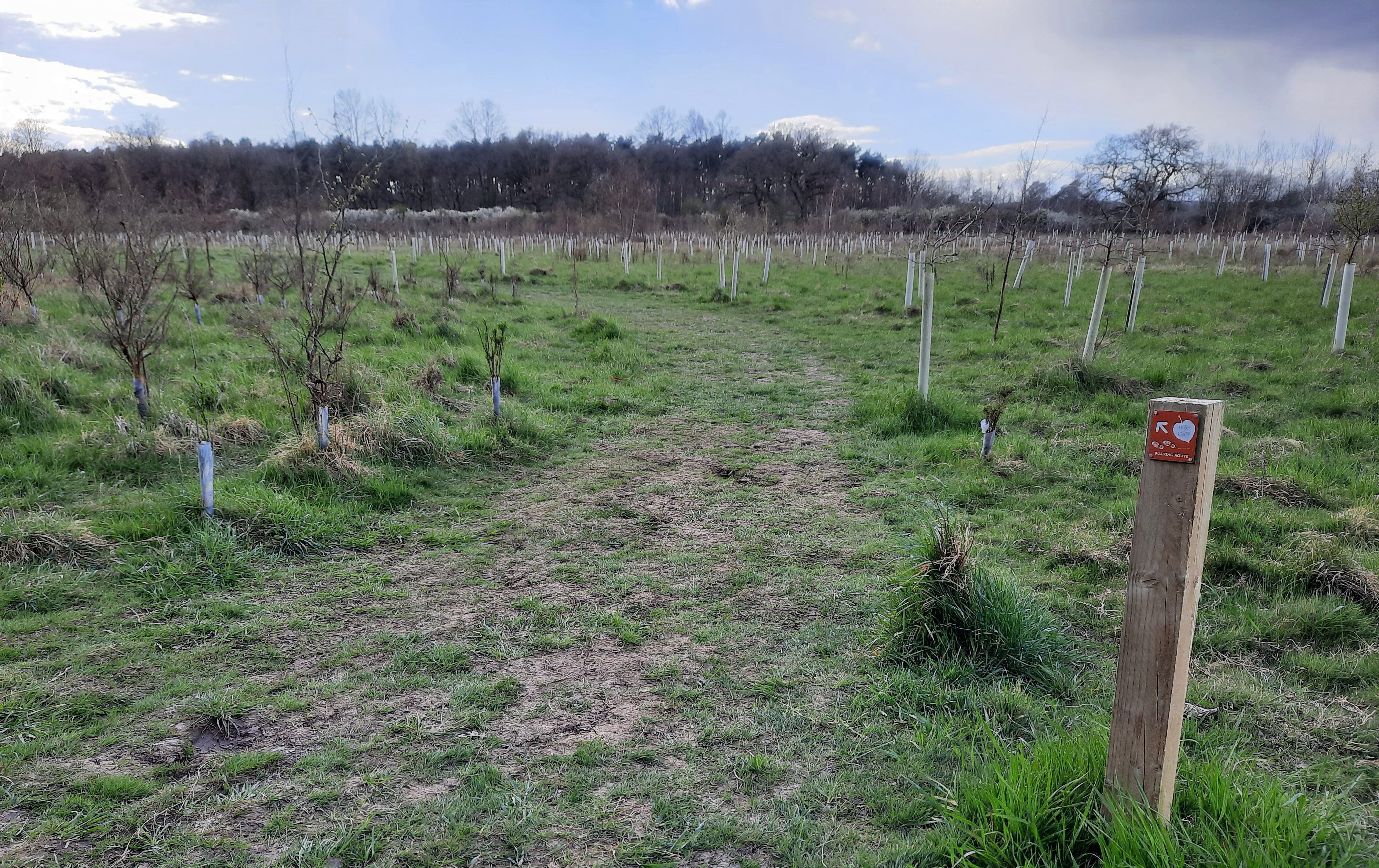 Footpath through grass area of young trees in tubes