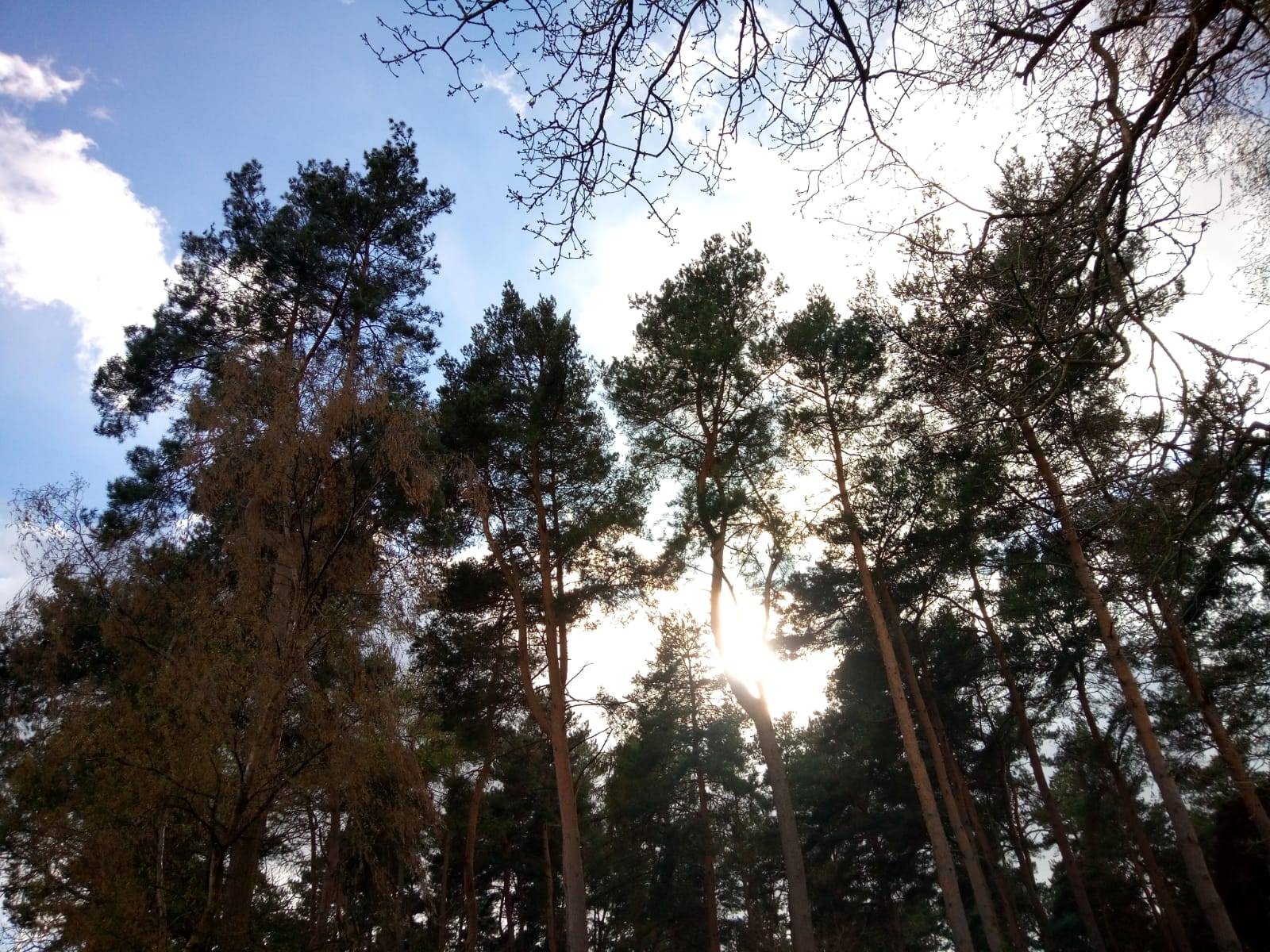 View of the tops of some tall Scots pine trees with sun shining through