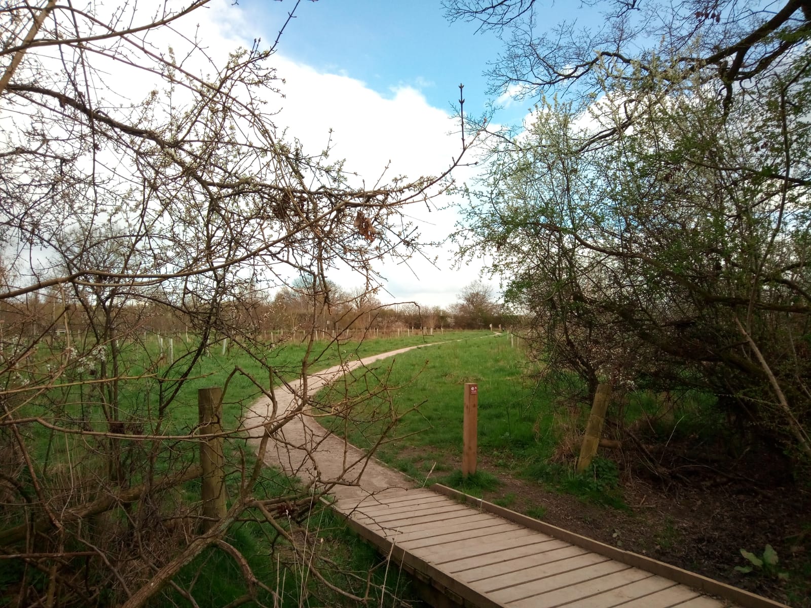 Wooden boardwalk leading out of the trees into open grassland