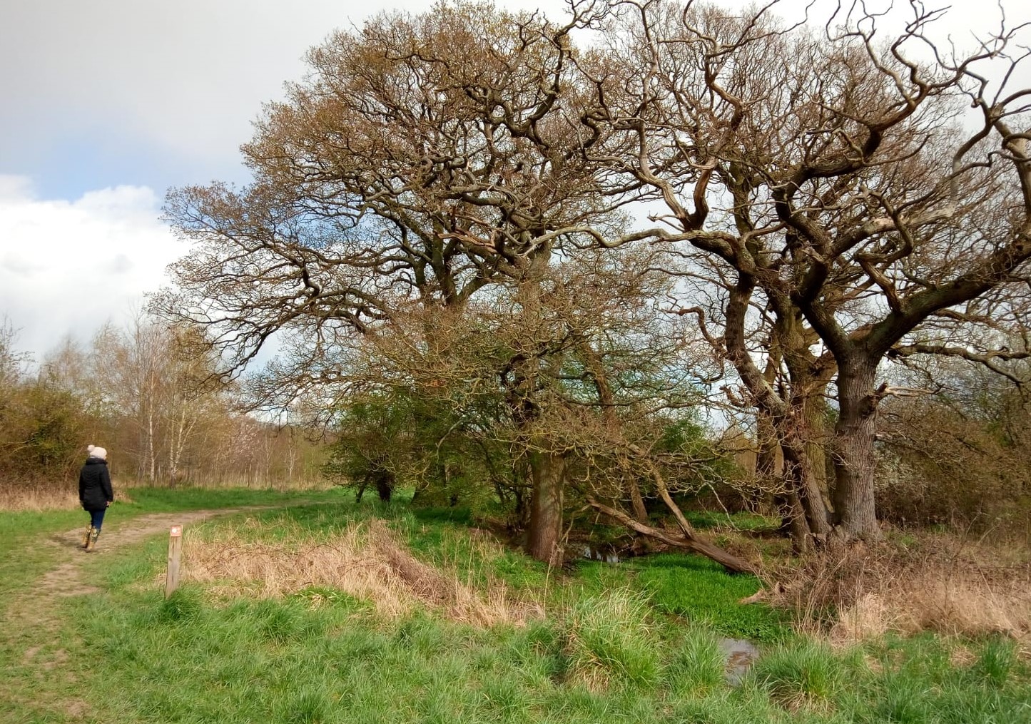 Natural pond in the Forest with oak trees around the edge