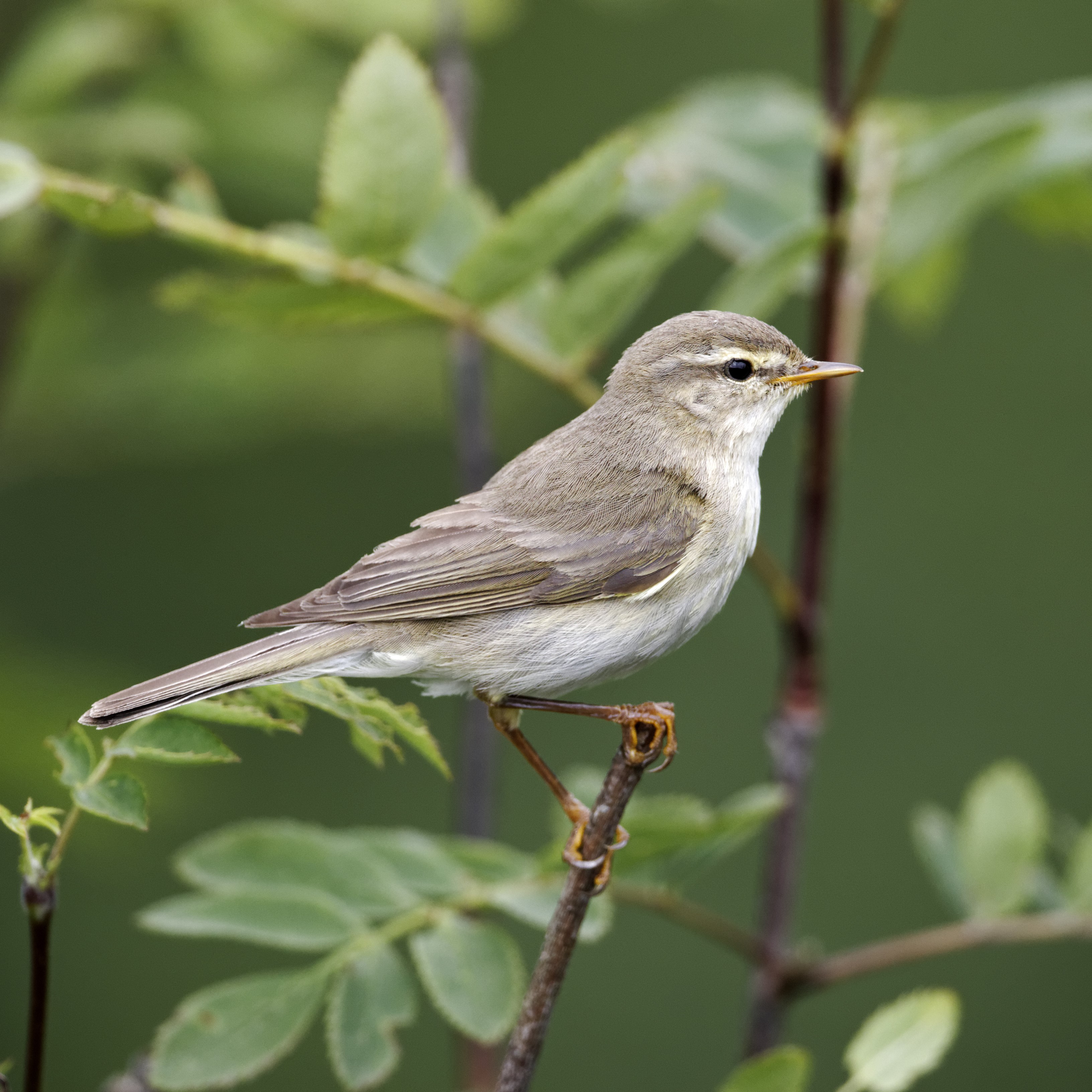 Close up of a Willow Warbler perched on a tree branch